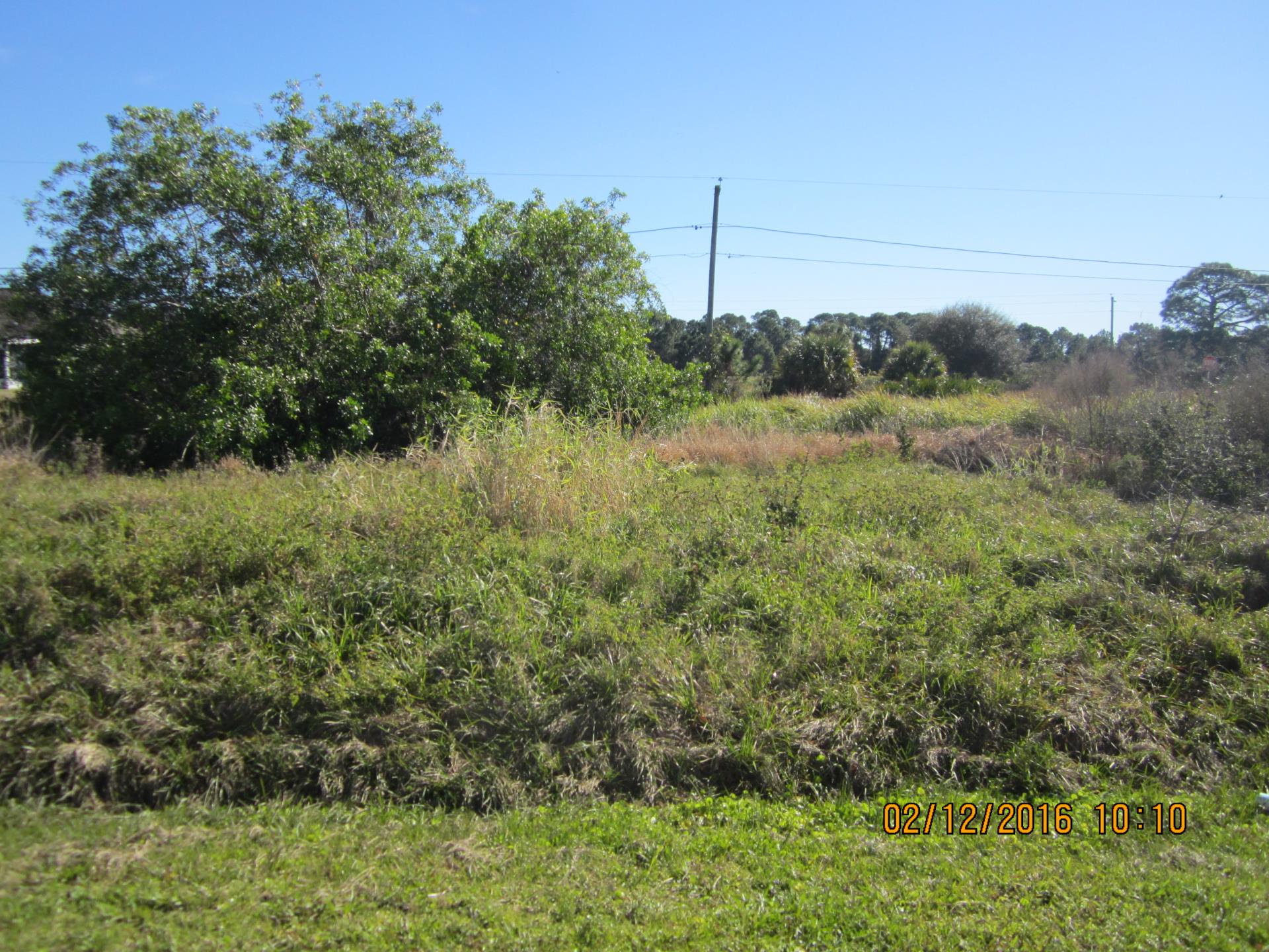 overgrown grass before mowing